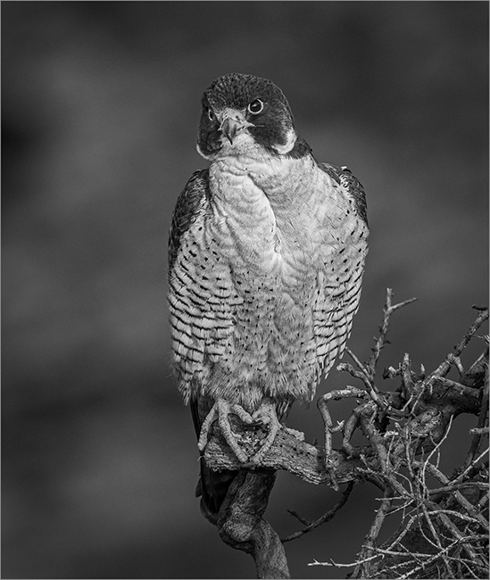 Peregrine Falcon